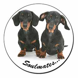 Dachshund Dogs 