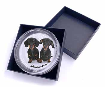 Dachshund Dogs 