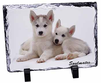 Husky Puppies 