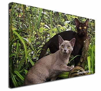 Burmese Cats 