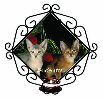 Abyssinian Kittens 