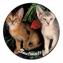 Abyssinian Kittens 