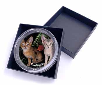 Abyssinian Kittens 