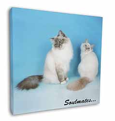 Birman Cats 