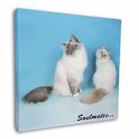 Birman Cats 