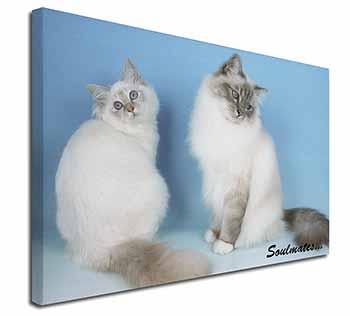 Birman Cats 