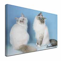 Birman Cats 