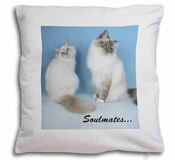 Birman Cats 