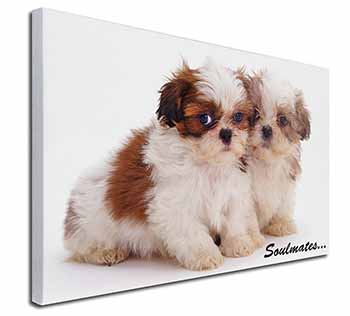 Shih-Tzu Dogs 