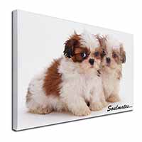 Shih-Tzu Dogs 