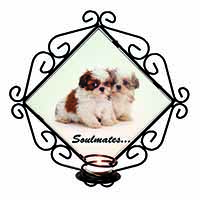 Shih-Tzu Dogs 