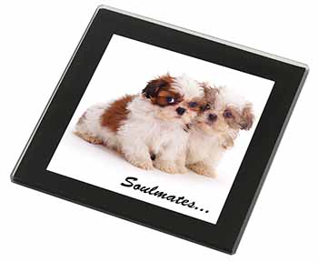 Shih-Tzu Dogs 