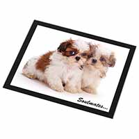 Shih-Tzu Dogs 