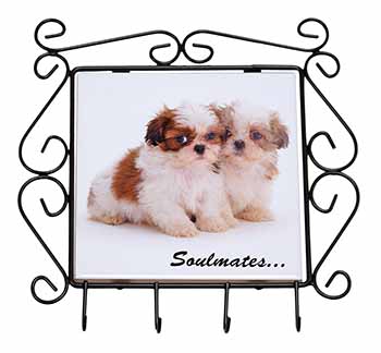 Shih-Tzu Dogs 