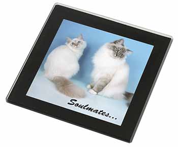 Birman Cats 