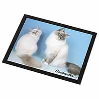 Birman Cats 