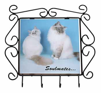 Birman Cats 