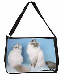 Birman Cats 