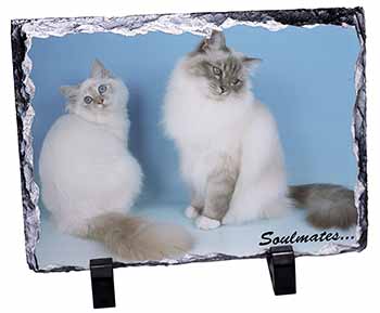 Birman Cats 