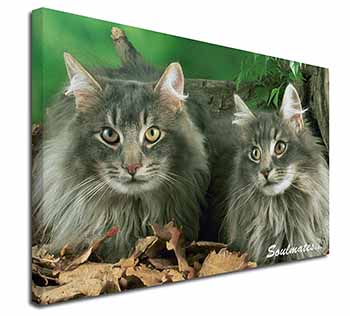 Norwegian Forest Cats 