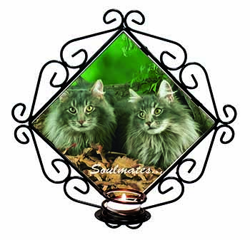 Norwegian Forest Cats 