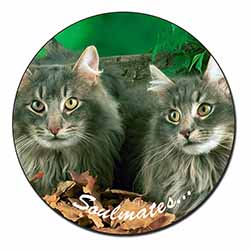 Norwegian Forest Cats 