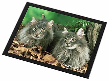 Norwegian Forest Cats 