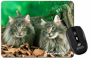 Norwegian Forest Cats 