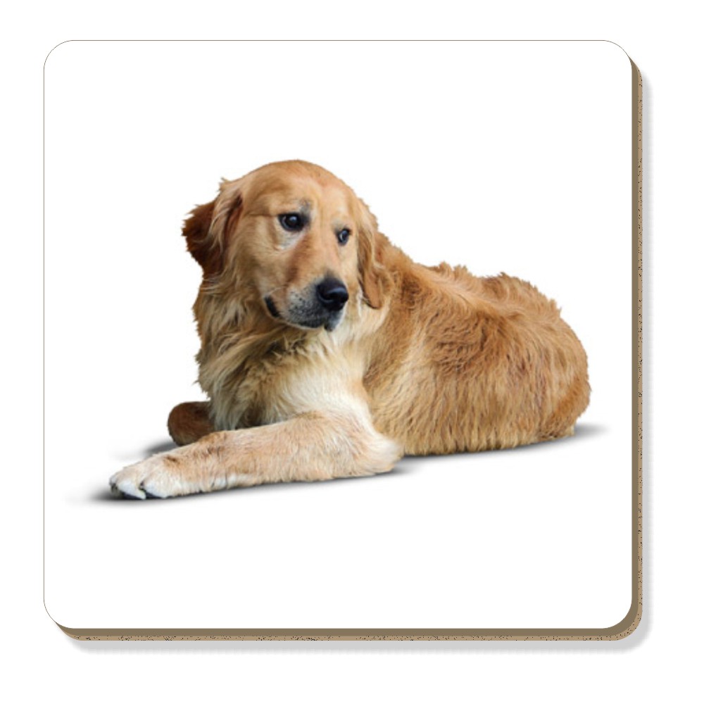 有關以下物品的詳細資料: golden retriever dog leather coaster